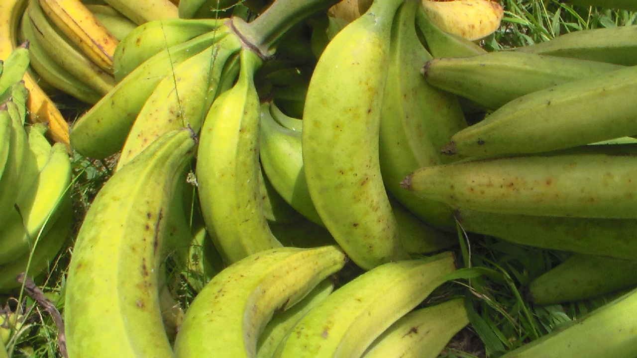 Plantain: The Ultimate Guide to This Versatile Superfood