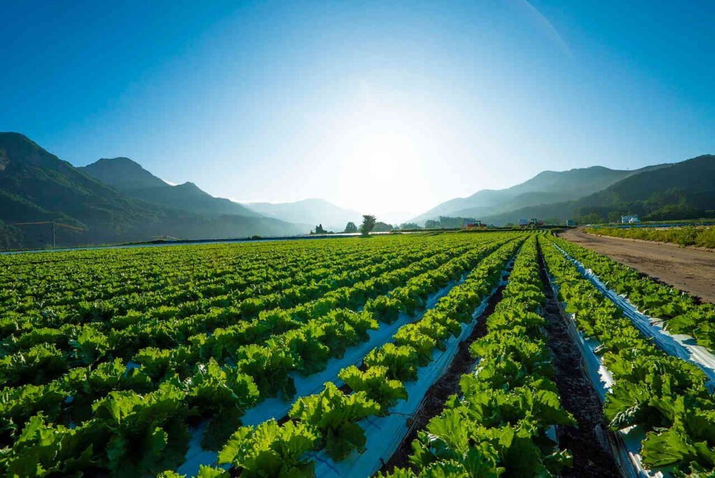 Top Ten Agricultural Countries in Africa